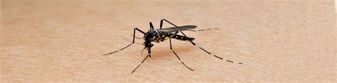 Affordable pest control service has been providing commercial pest management services in the delaware, southeastern pennsylvania and eastern maryland areas for the past 20 years. Mosquitoes Pest Control - South East Gippsland Pest Control
