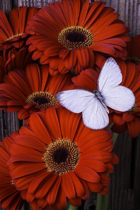 Very Red Daisies With Butterfly Photograph By Garry Gay Daisy Wallpaper