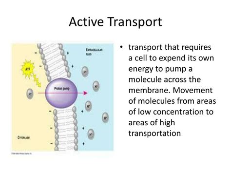 Active Transport In Cell Membrane Ppt Transport Informations Lane