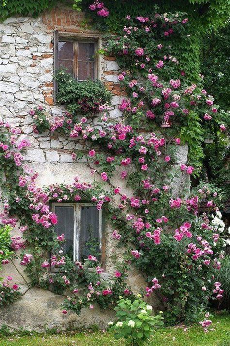 Climbing Pink Roses French Cottage Garden Cottage Garden Beautiful