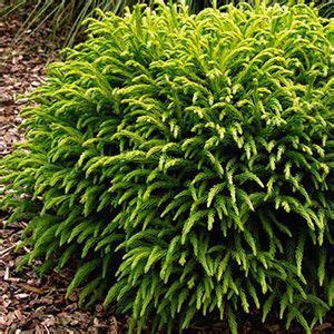 Most of the following plants will even produce colorful and fragrant flowers. Northwest: 5 Shrubs for August | Grow Beautifully ...