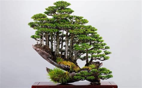 80 Year Old Bonsai Master Creates Incredible Tiny Forests As A Rebel In