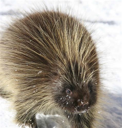 Porcupine Tracks Identification Guide For Snow Mud And More A Z