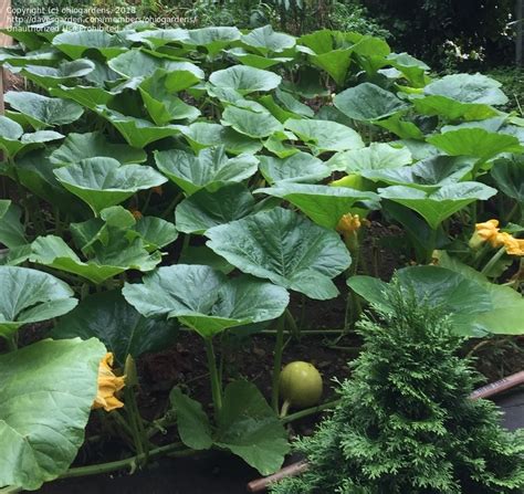 Jun 24, 2021 · the very short answer is no, do not cut off your squash leaves. PlantFiles Pictures: Pumpkin, Winter Squash 'Prizewinner ...