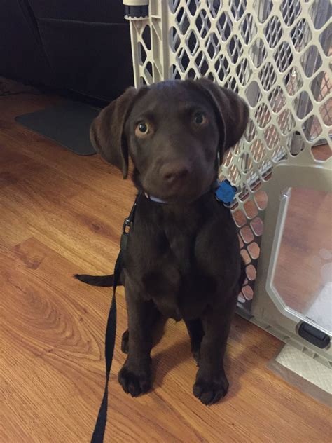 4 Month Old Labrador Retriever What To Expect