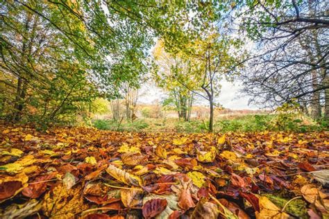 Colorful Autumn Leaves On The Ground Stock Photo Image Of Beauty
