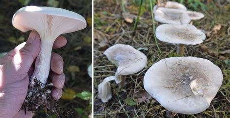 Clouded Agaric Mushrooms The Mushroom Diary Uk Wild Mushroom