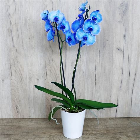 Blue Phalaenopsis