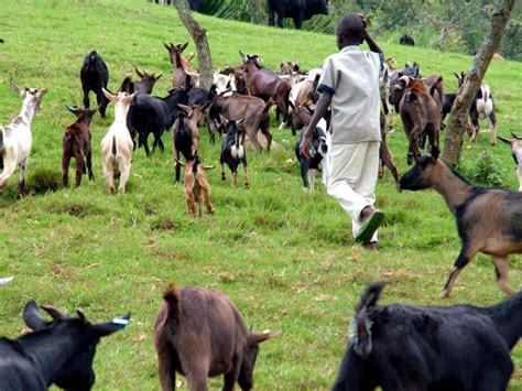 Free Picture Herding Goats Butembo Improved Livestock Health