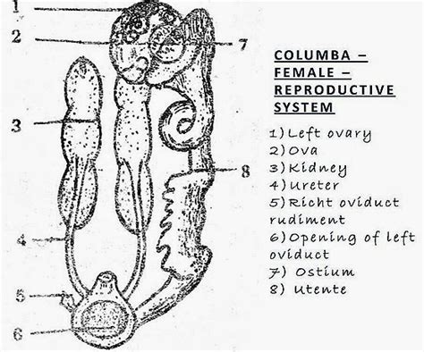 Female Reproductive System Of Bird Rabbit Reptile Comparision