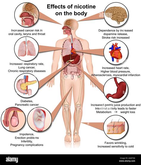 Effects Of Nicotine On The Body Medical Vector Illustration Infographic Isolated On White