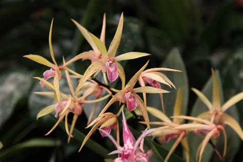 Australian Native Orchids Display St Ives Orchid Fair Aust Flickr
