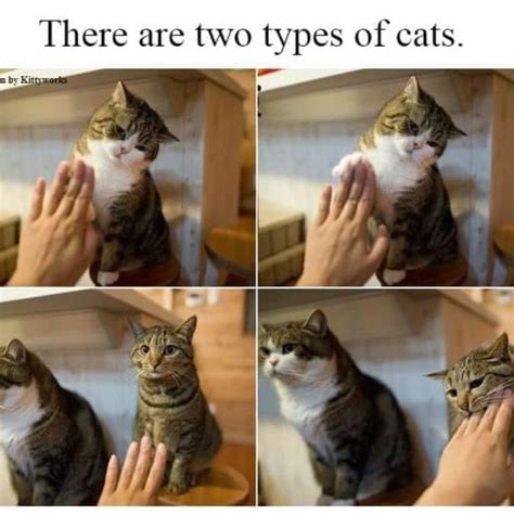 Cute Cat Pictures Meme