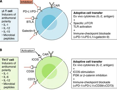 Immunotherapy Opportunities In Il 17⁺ Th17 And γδ T Cells A And B