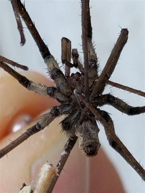 Id Request 10 Legged Spider Mojave Desert So Ca Whats It Tia R