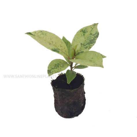 Ficus Shivereana Santhi Online Plants Nursery