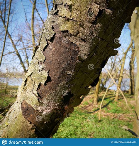 Sycamore Tree Bark Disease Quotes Viral