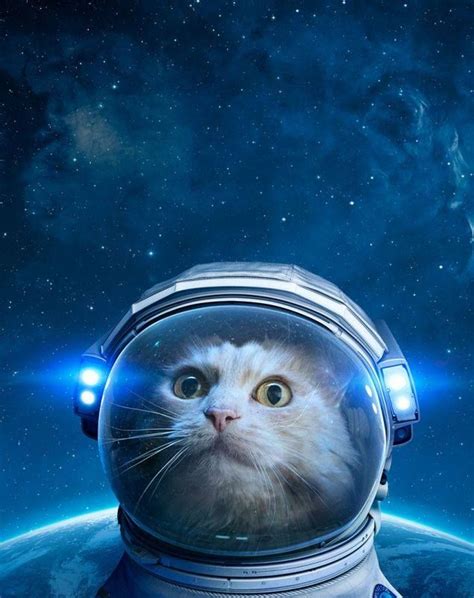 Cat Dressed As Astronaut Space Cat Space Space Animals And Pets Cute