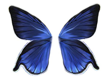 Download 001wings Butterfly Wings Png Image With No Background