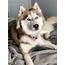 Stud Dog  Siberian Husky Male For Breed Your