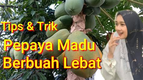 Tips Dan Trik Pepaya Madu Berbuah Lebat Youtube