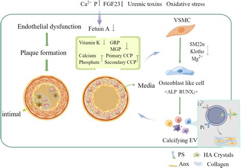 Frontiers The Role Of Extracellular Vesicles In Vascular