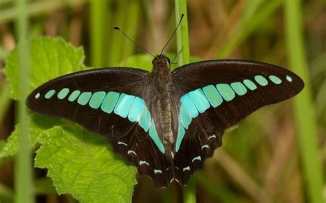 Graphium Sarpedon Alchetron The Free Social Encyclopedia Butterfly