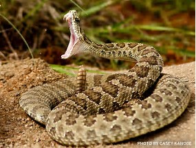 Image result for bitey rattlesnake