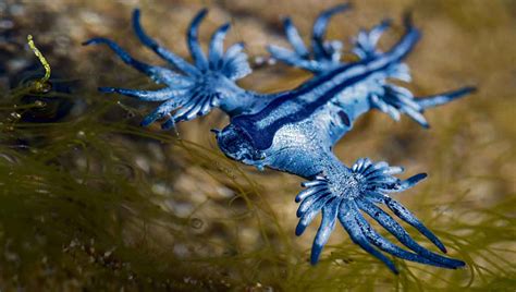 El Dragón Azul La ‘mariposa De Mar Que Ronda Canarias Desde Hace Siglos