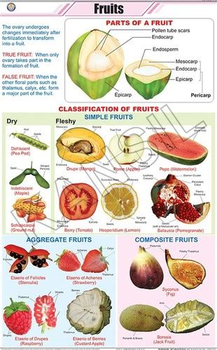 Botany Fruits Chart Dimensions 58 A 90 Centimeter Cm At Best Price