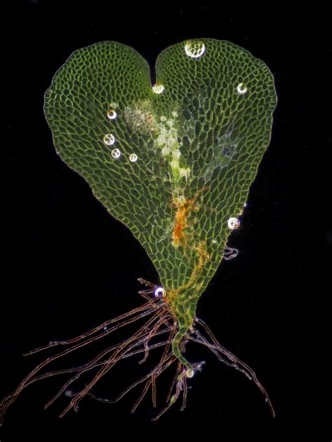 Fern gametophyte | 2010 Photomicrography Competition | Nikon's Small World