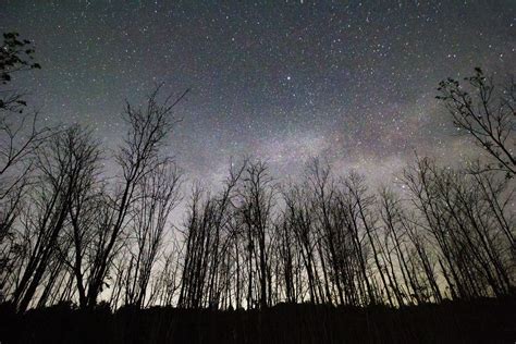Bare Trees Under Starry Night Photo Free Nature Image On Unsplash