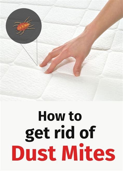 How To Get Rid Of Dust Mites With Images Dust Mites How To Get Rid