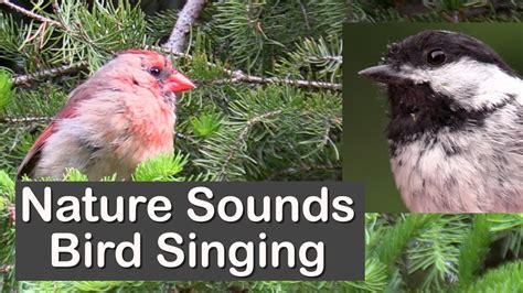 Nature Sounds Bird Singing Youtube