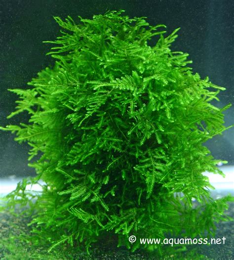 The leaves can be up to 60 cm, including the petiole, the typical width ca. Moko Aquascape Shop: Mengenal Jenis Tanaman FOREGROUND ...