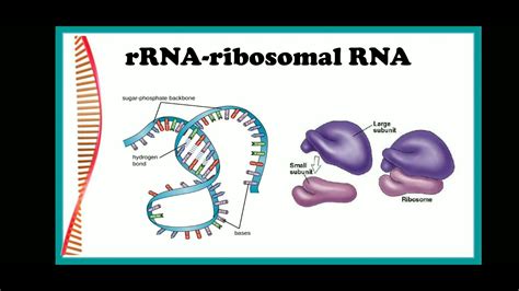 Rrna Ribosomal Rna Youtube