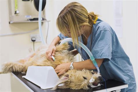 Pave A Pathway For Veterinarians To Practice In The United States