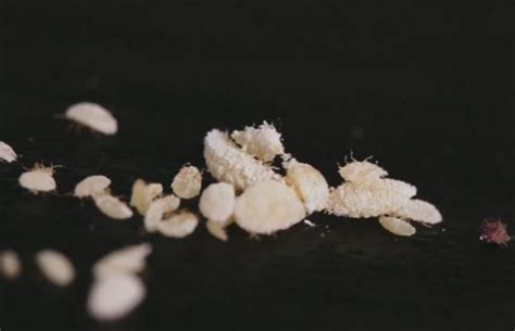 Its formula is nhco3, and, true to its name, is composed people use it for cleaning their house, baking, odor control, and even medicinal purposes like healing acne. Know About Mealy Bugs and How to Get Rid of Them