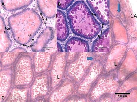 Photomicrograph Of The Seminal Vesicular Gland C Showing The Capsule