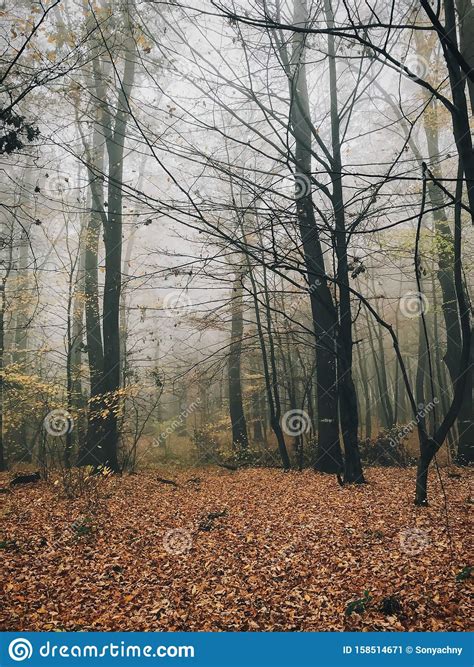 Autumn Foggy Woods With Fall Leaves In Cold Morning Mist In Autumn