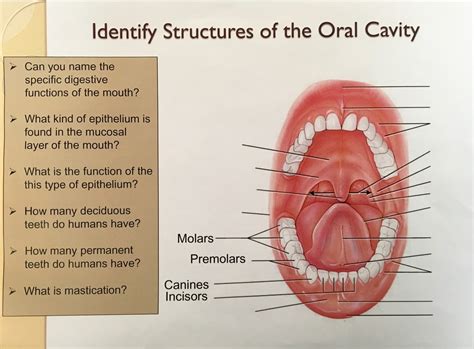 Biol Structures Of The Oral Cavity Diagram Quizlet