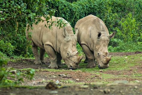 Home to rare breeds of wild animals and birds, the wildlife here is unique and varied as the biodiversity level is on the higher side in indonesia and therefore if you are a nature and wildlife enthusiast, this. Full List of UNESCO World Heritage Sites in Indonesia
