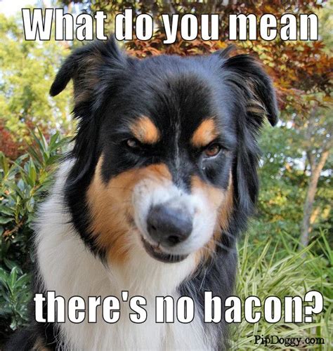 Dog Memes Bacon Meme Dog Daycare Dog Growling Aggressive Dog