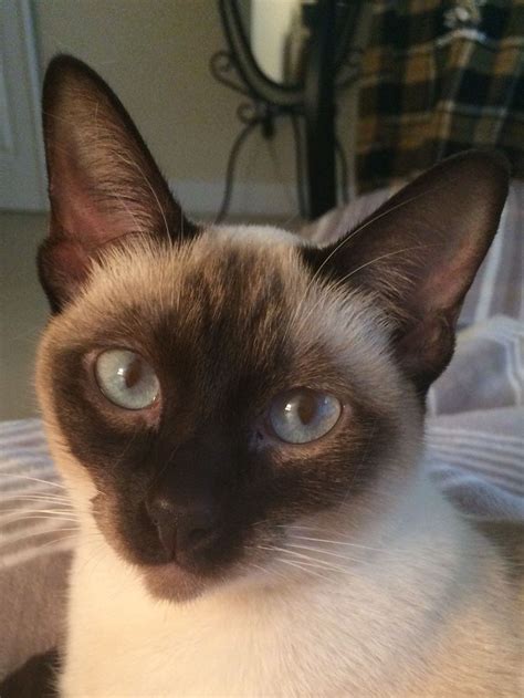 Pin by Lori Sexton on Chocolate Point & Seal Point Siamese | Siamese