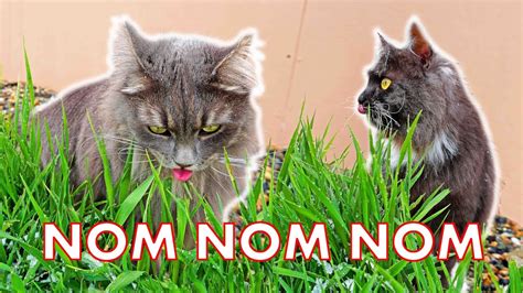 The vet has checked and there is nothing wrong w/ his teeth and nothing wrong w look for a cat clinic or a vet that specializes in cats. WHY Does My CAT Eat GRASS 4 Reasons - YouTube