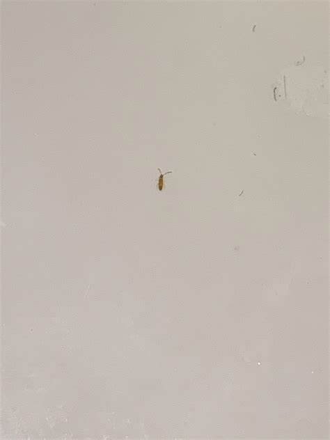Baby Water Bugs In Bathroom Get More Anythinks