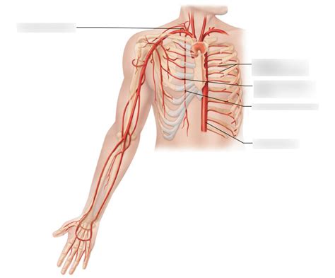 Practical 2 Arteries Of The Right Upper Limb And Thorax Diagram Quizlet