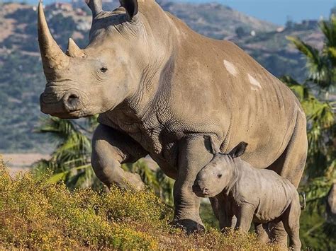 Meet Sd Safari Parks New Baby White Rhino Born With Some Help From