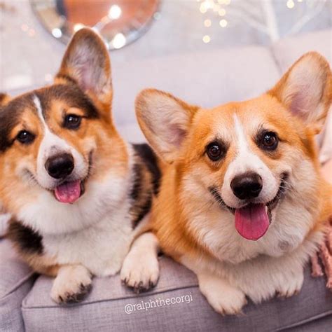 Solche süßen hunde zum verlieben und adoptieren. Pin von Inna auf Corgi | Corgi hund, Süße tiere und Hunde