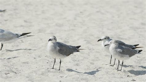 Birds Standing On The Beach Sand Free Stock Video